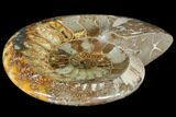 Wide Polished Fossil Ammonite Dish - Inlaid Ammonite #133252-2